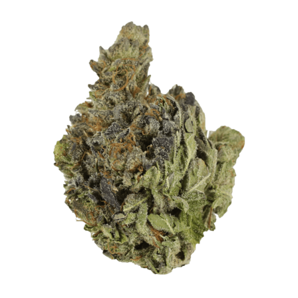 Chocolope | West Coast Cannabis Canada