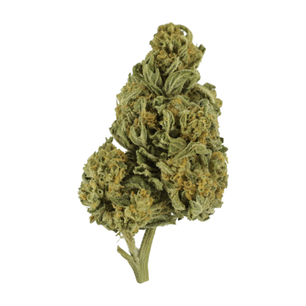 Blackwater | West Coast Cannabis Canada