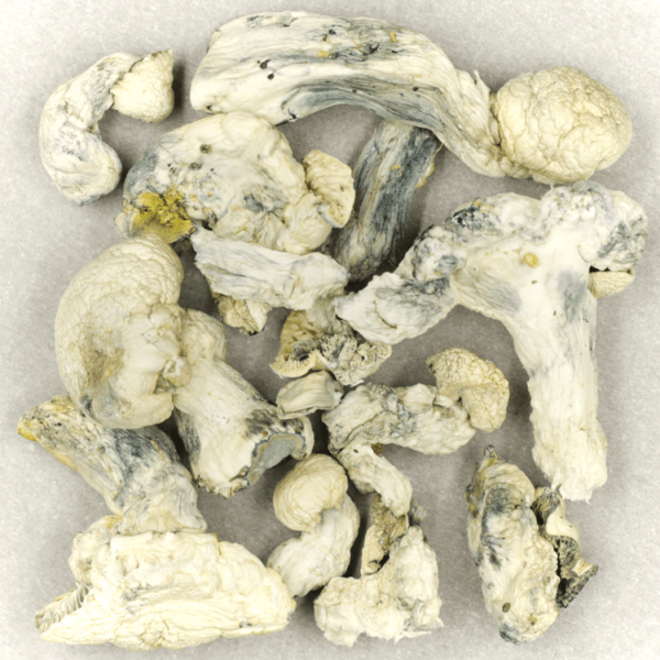 Cambodian Psilocybe Cubensis | West Coast Cannabis Canada