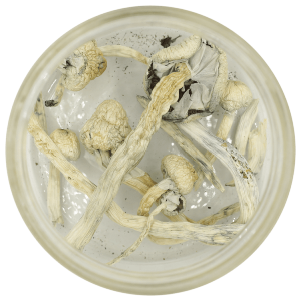 Great White Monster Cubensis | West Coast Cannabis Canada