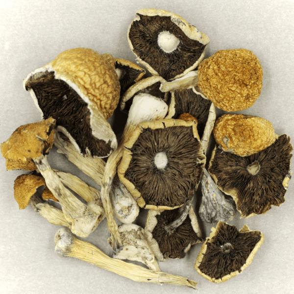 Penis Envy Cubensis | West Coast Cannabis Canada