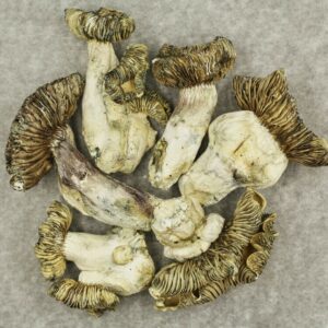 White Burma | West Coast Cannabis Canada