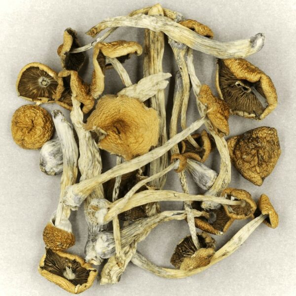 Psilocybe Cubensis Mexicana | West Coast Cannabis Canada