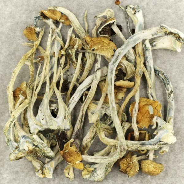 Amazonian Cubensis | West Coast Cannabis Canada