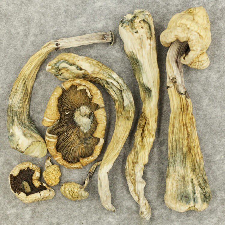 Atlantic Treasure Coast | West Coast Cannabis Canada Atlantic Treasure Coast | West Coast Cannabis Canada