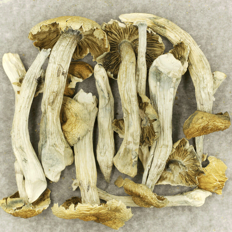 Jerry Garcia | West Coast Cannabis Canada Jerry Garcia | West Coast Cannabis Canada