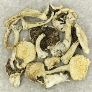 Leucistic Burma | West Coast Cannabis Canada
