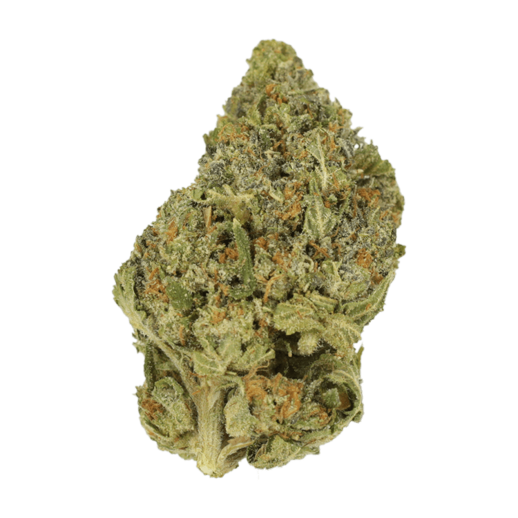 Sapphire Scout | West Coast Cannabis Canada Sapphire Scout | West Coast Cannabis Canada