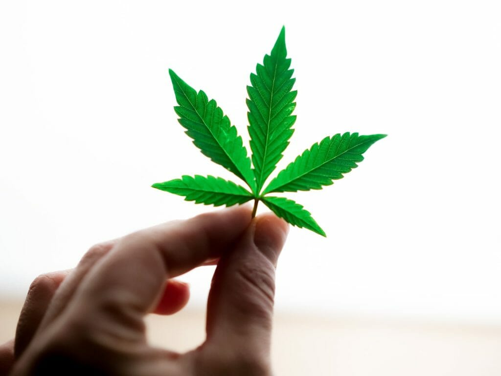 Popular Strains In Canada | West Coast Cannabis Canada
