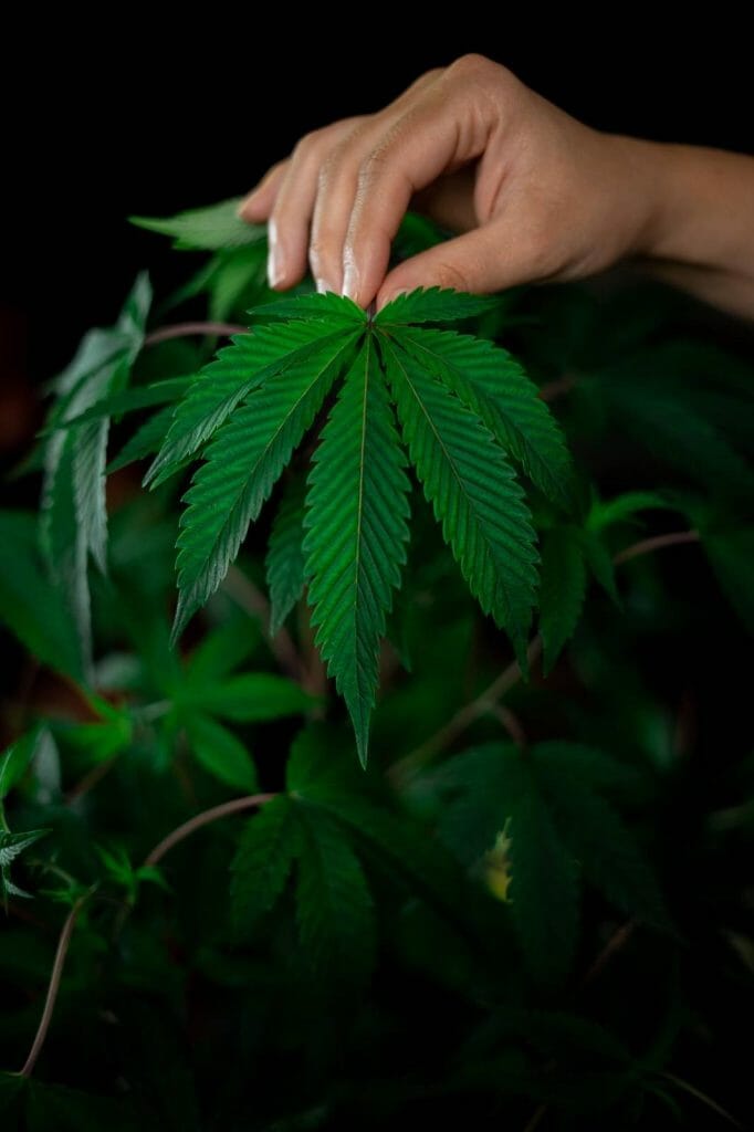A Guide on How to Safely Buy cannabis Online in Canada | West Coast Cannabis Canada | West Coast Cannabis Canada