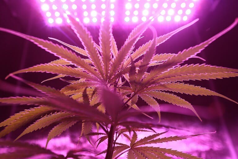 Discover How A cannabis Shop Helps You Better Understand Cannabis | West Coast Cannabis Canada | West Coast Cannabis Canada