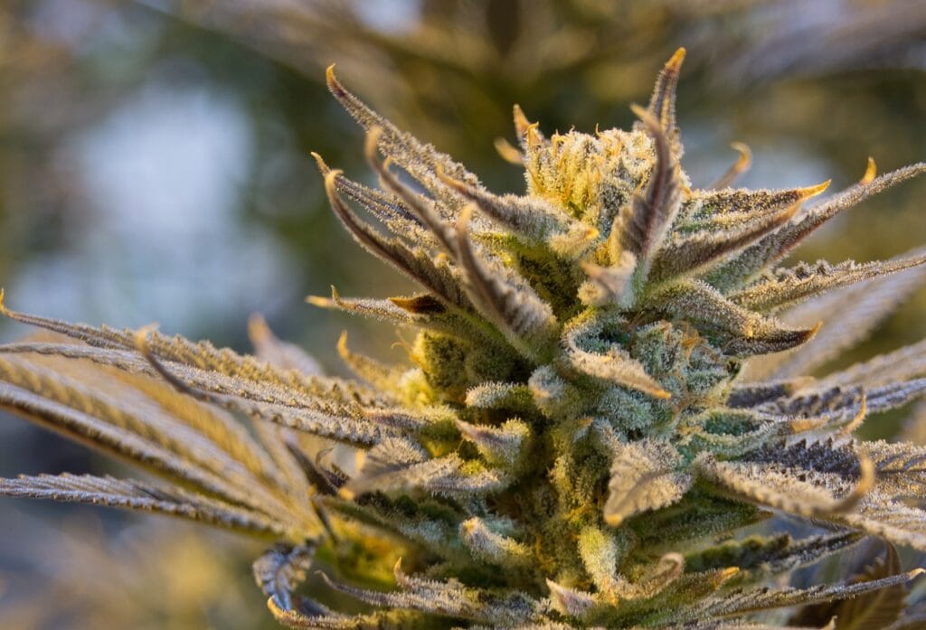buy indica flower online in Canada | West Coast Cannabis Canada