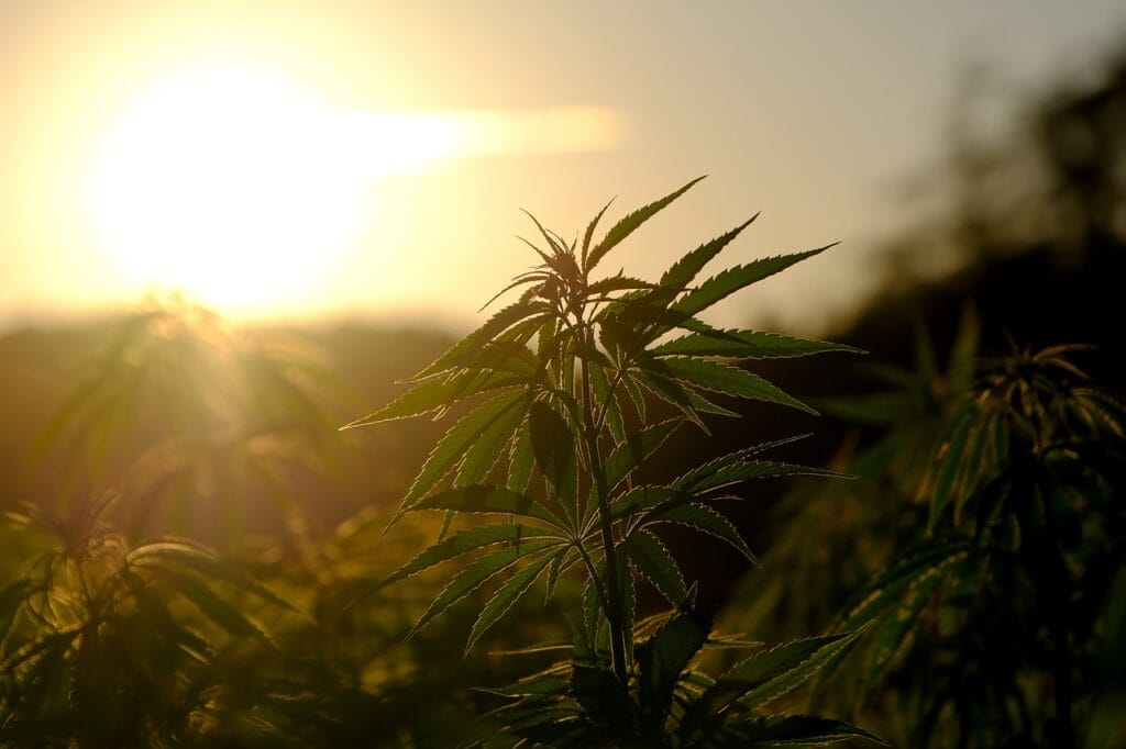 Buy indica flower online | West Coast Cannabis Canada